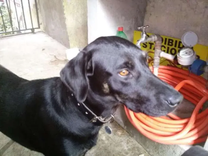 Cachorro ra a SRD idade 1 ano nome NEGONA
