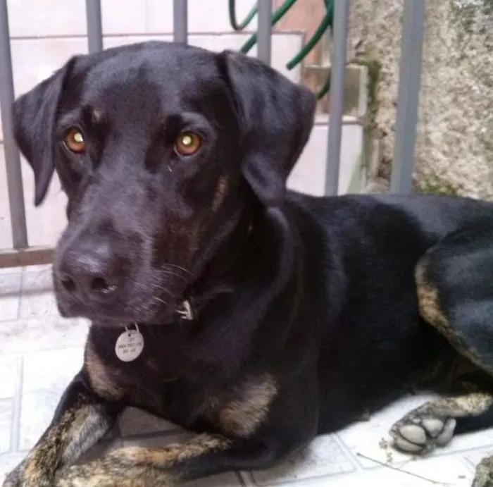 Cachorro ra a SRD idade 1 ano nome NEGONA