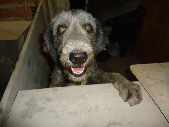 Cachorro raça vira lata idade 2 anos nome kia