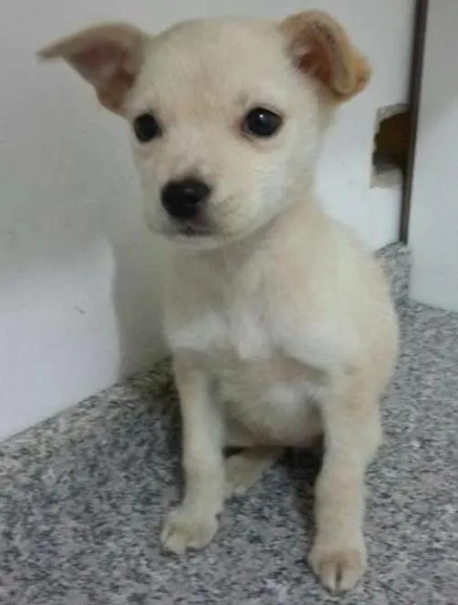 Cachorro ra a srd idade 2 a 6 meses nome Adote