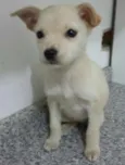 Adote