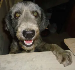 Cachorro raça vira lata idade 2 anos nome kia