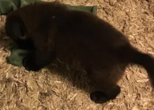 Cachorro raça SRD idade 2 a 6 meses nome Bobby