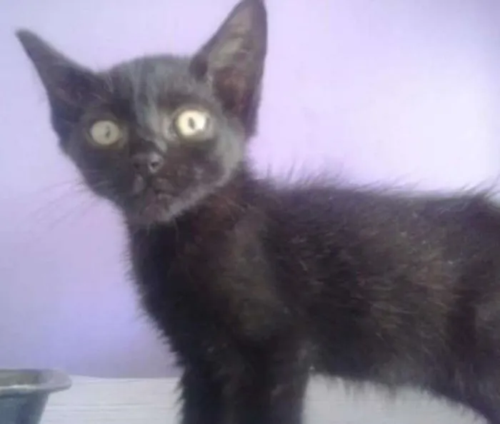 Gato ra a srd idade 2 a 6 meses nome Adocao
