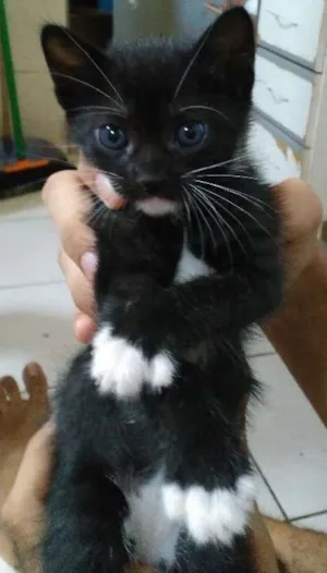 Gato raça Mestiços idade Abaixo de 2 meses nome Indefinido