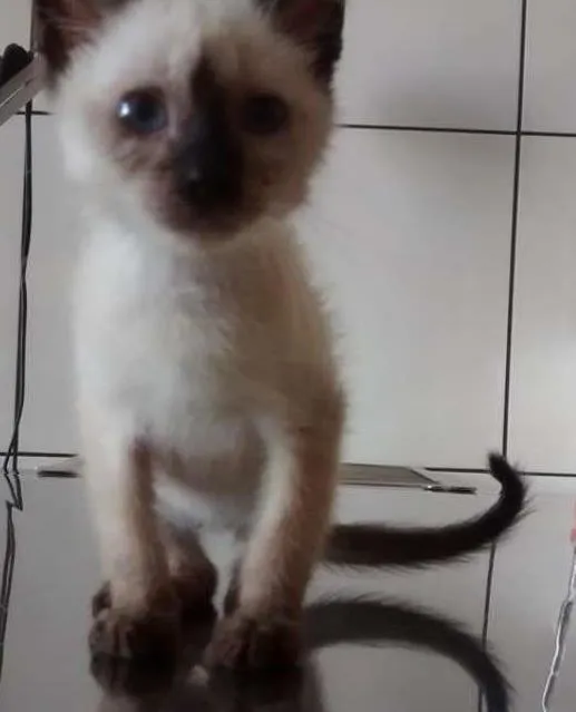 Gato ra a SRD idade 2 a 6 meses nome ADOTE