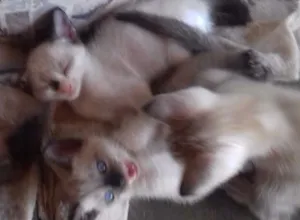 Gato raça Sianes  idade 2 a 6 meses nome Não tem
