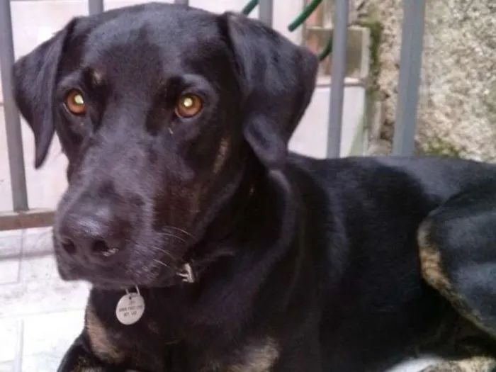 Cachorro ra a SRD idade 1 ano nome NEGONA
