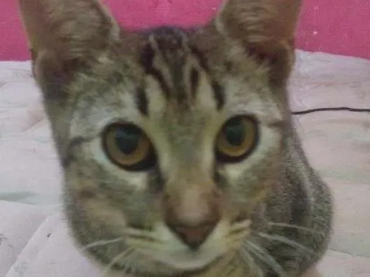 Gato raça  idade 2 a 6 meses nome Cristal 