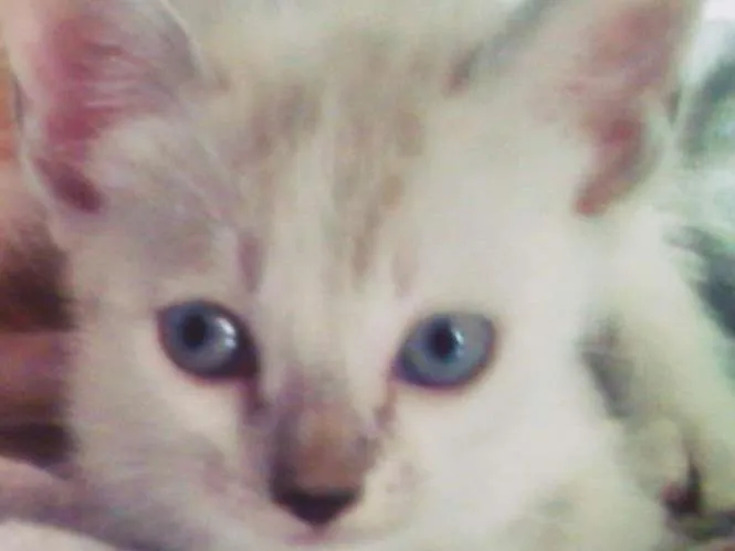 Gato ra a Indefinido idade 2 a 6 meses nome Milly