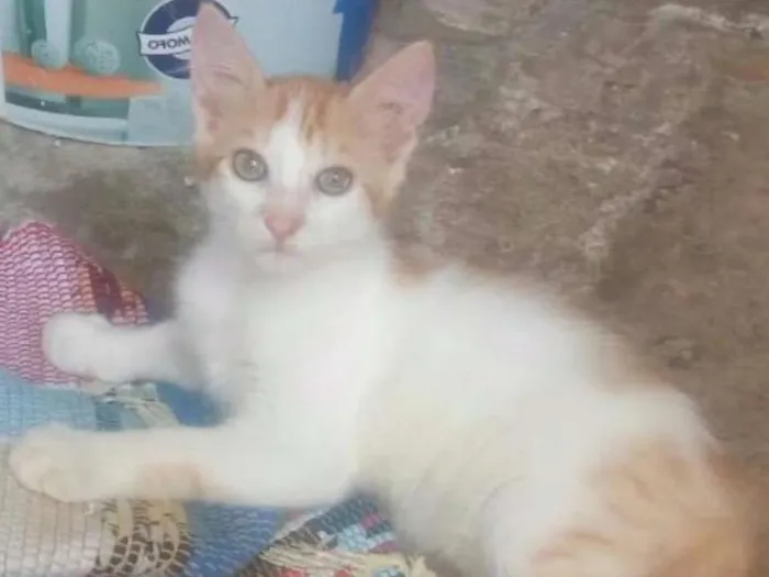 Gato raça vira-lata idade 2 a 6 meses nome Fofinhos