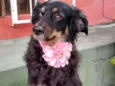 BELINHA