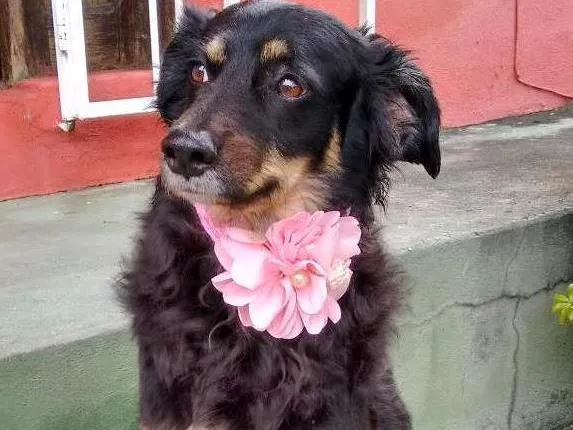 Cachorro raça SRD idade 6 ou mais anos nome BELINHA
