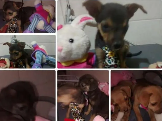 Cachorro ra a indefinida idade 2 a 6 meses nome sem nomes