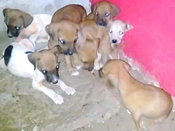 Cachorro ra a indefinida idade Abaixo de 2 meses nome Ainda não possui nomes