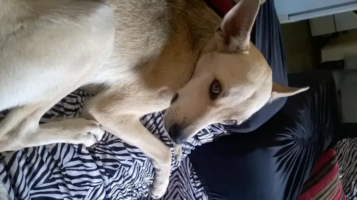 Cachorro raça virá lata idade 2 anos nome Pandora