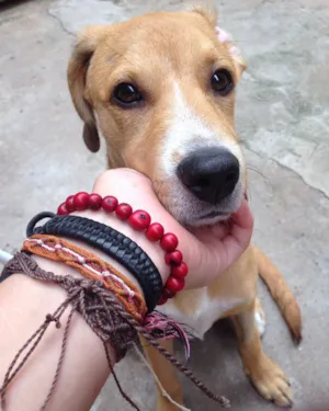 Cachorro raça  idade 7 a 11 meses nome Pingo