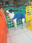 Pirata