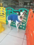 Pirata