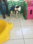 Pirata