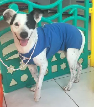 Cachorro raça SRD idade 3 anos nome Pirata