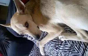 Cachorro raça virá lata idade 2 anos nome Pandora