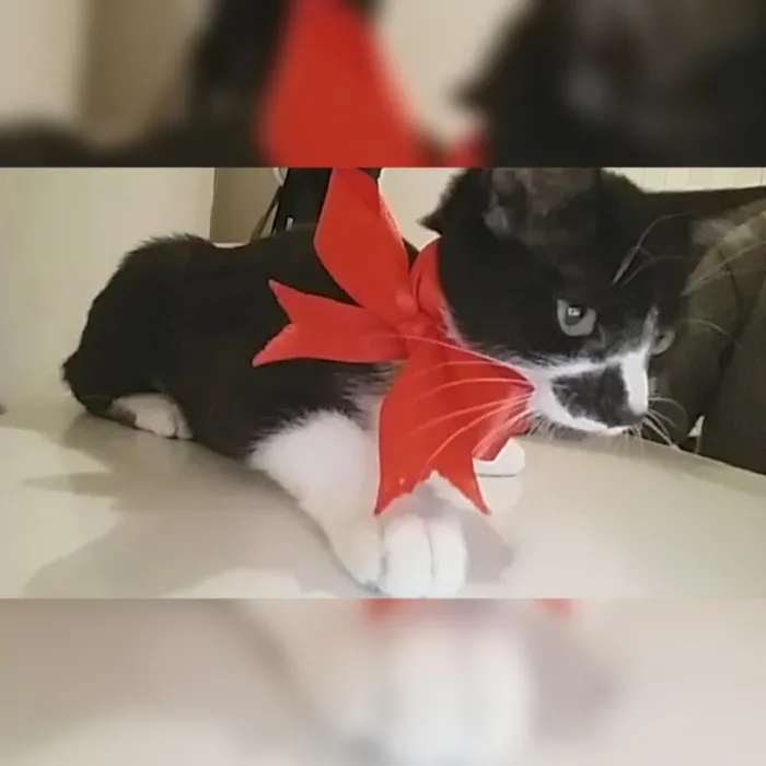 Gato ra a Não sei idade 2 a 6 meses nome Sem nome