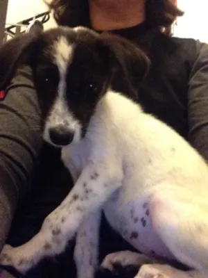 Cachorro raça Vira lata idade 2 a 6 meses nome Matilda