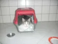 Gorda