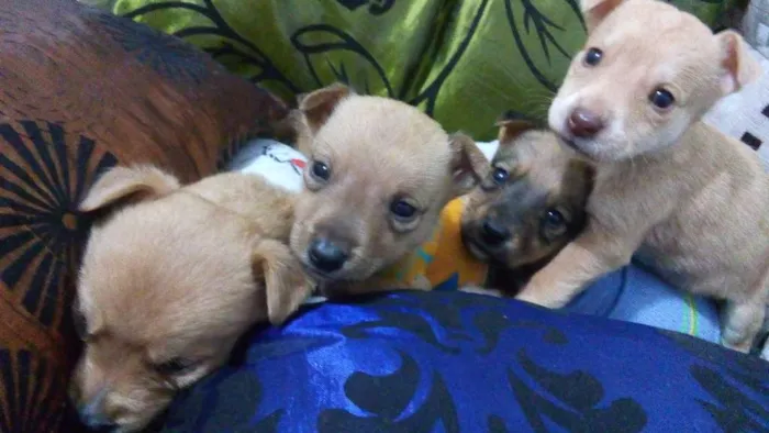 Cachorro ra a Srd idade Abaixo de 2 meses nome Sem nome