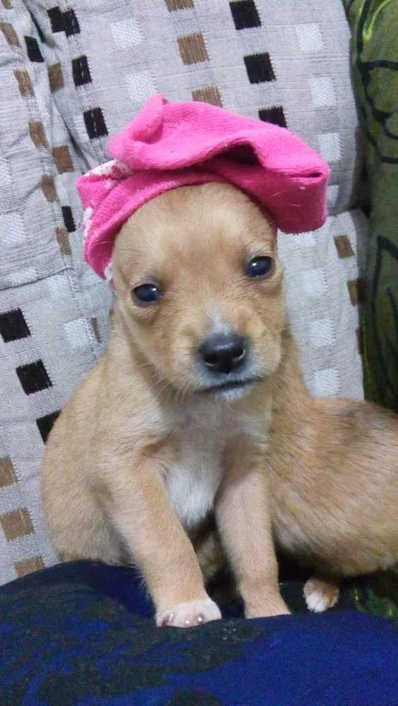 Cachorro ra a Srd idade Abaixo de 2 meses nome Sem nome