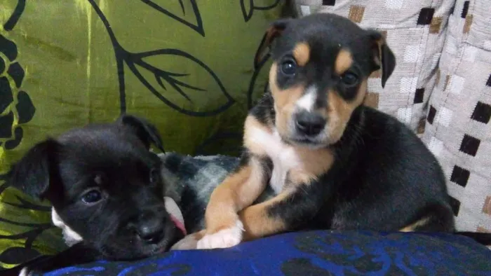 Cachorro ra a Srd idade Abaixo de 2 meses nome Sem nome