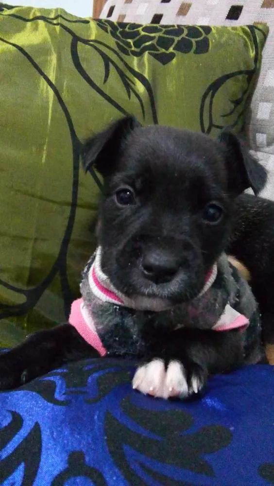 Cachorro ra a Srd idade Abaixo de 2 meses nome Sem nome
