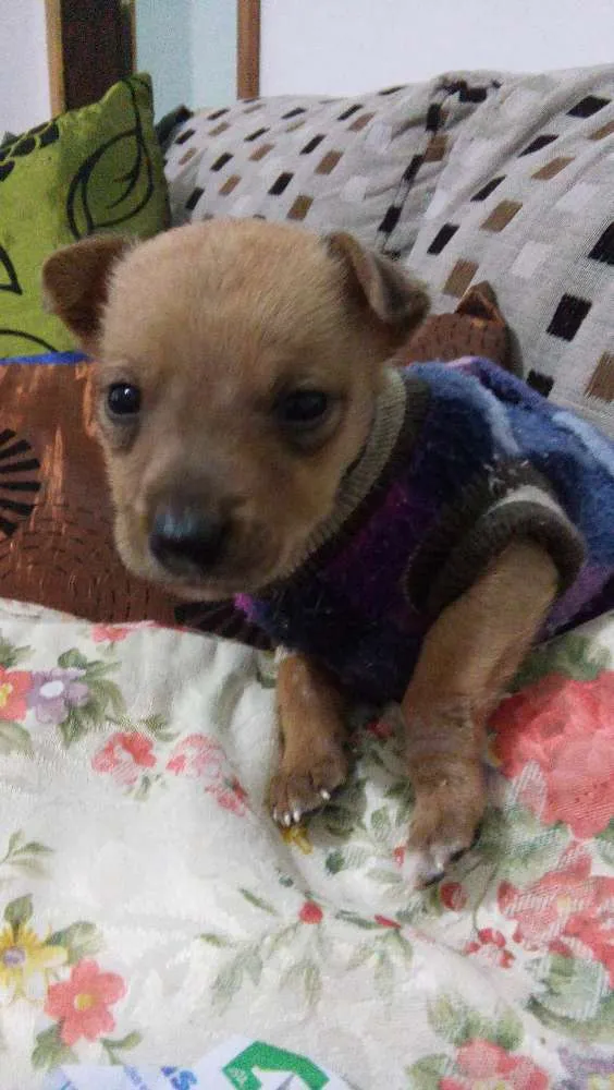 Cachorro ra a Srd idade Abaixo de 2 meses nome Sem nome