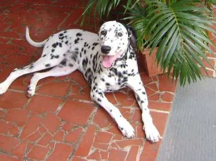 Cachorro ra a Dálmata idade 6 ou mais anos nome DUQUE