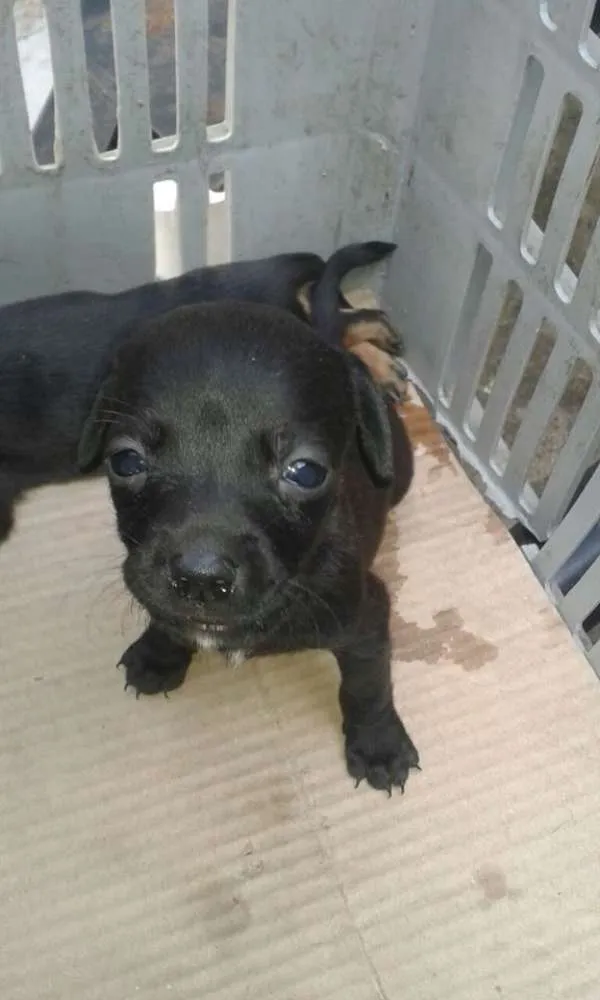 Cachorro ra a mestiço de salsicha idade Abaixo de 2 meses nome bebes salsicha