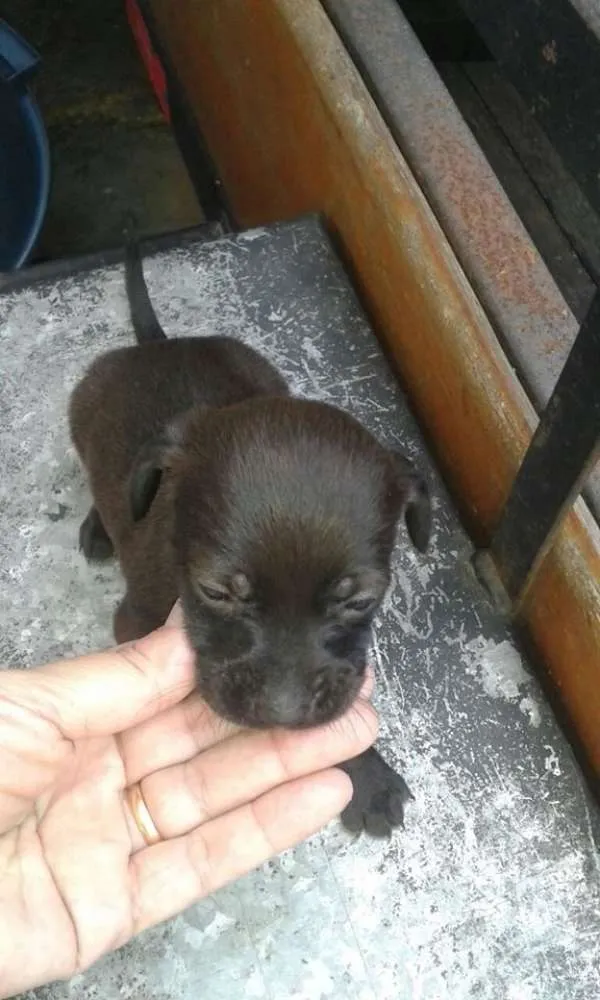 Cachorro ra a mestiço de salsicha idade Abaixo de 2 meses nome bebes salsicha