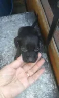 bebes salsicha