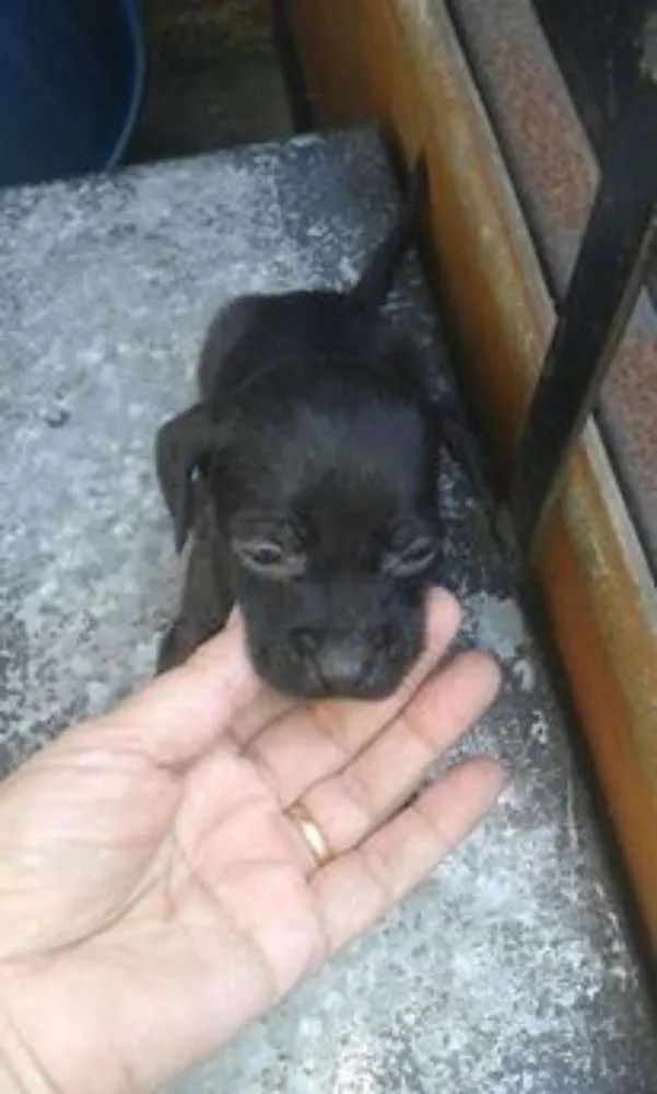 Cachorro ra a mestiço de salsicha idade Abaixo de 2 meses nome bebes salsicha