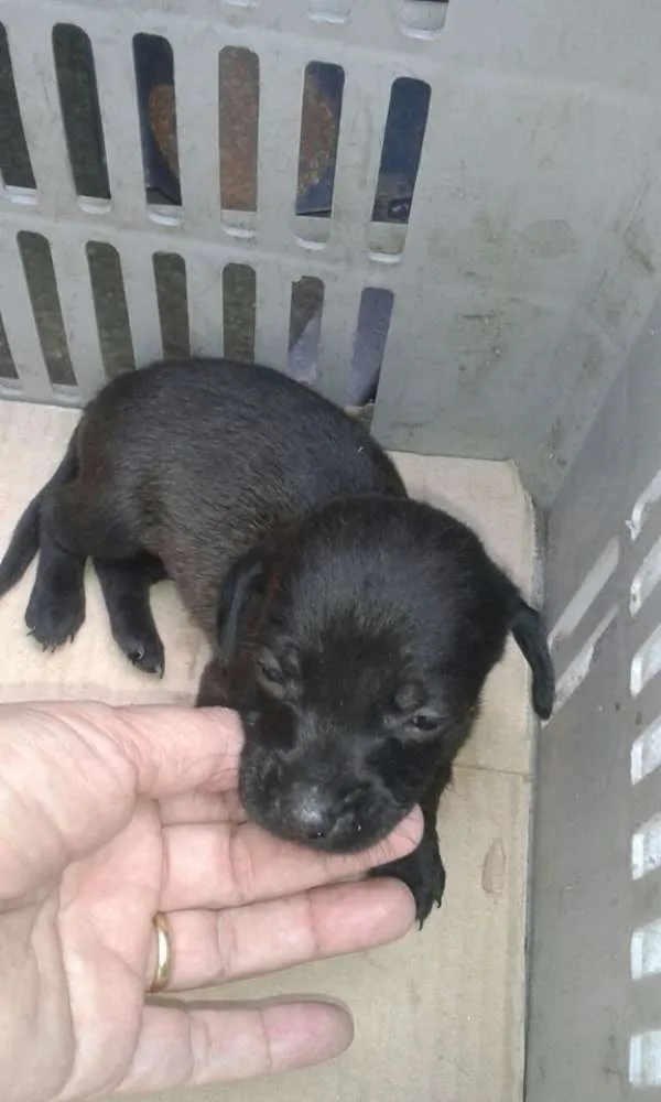 Cachorro ra a mestiço de salsicha idade Abaixo de 2 meses nome bebes salsicha