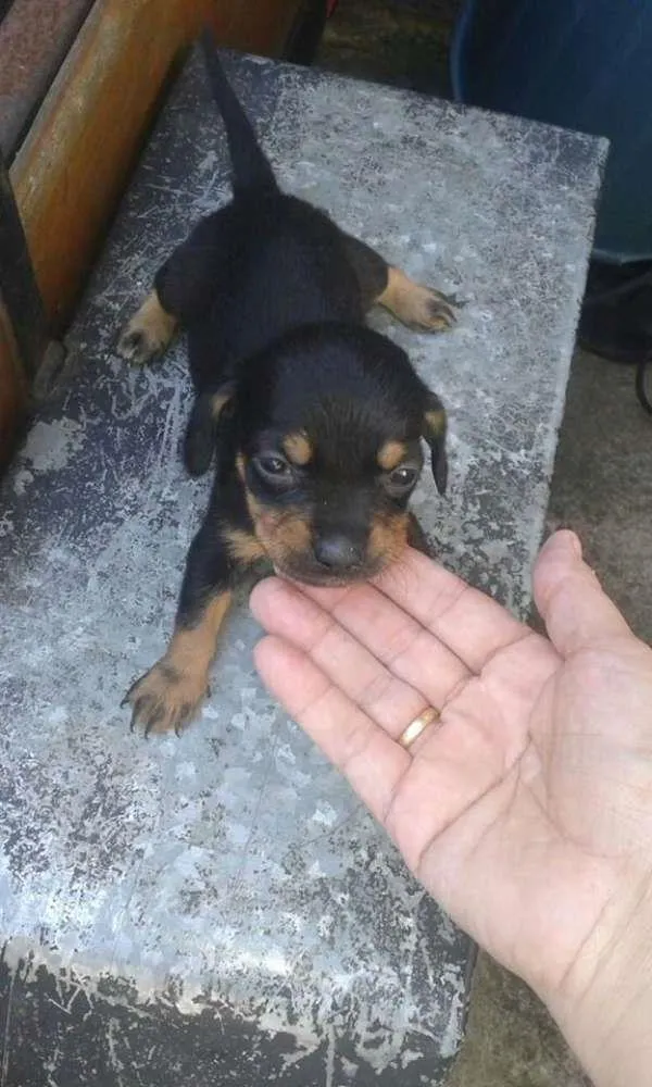 Cachorro ra a mestiço de salsicha idade Abaixo de 2 meses nome bebes salsicha
