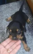 bebes salsicha