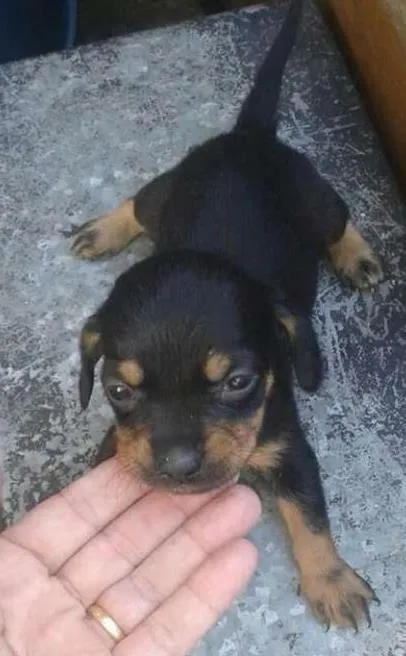 Cachorro ra a mestiço de salsicha idade Abaixo de 2 meses nome bebes salsicha