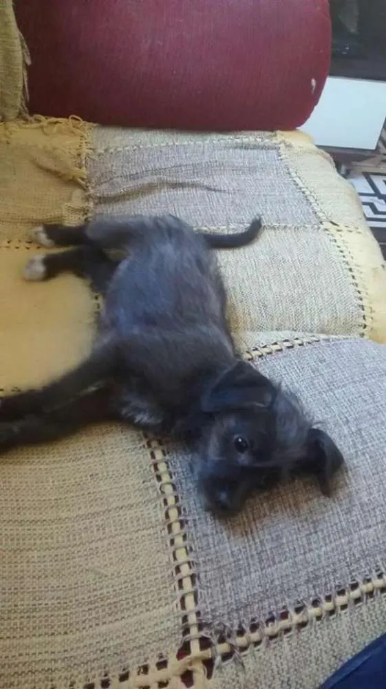 Cachorro ra a srd idade 2 a 6 meses nome pipoca