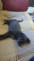 pipoca