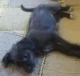 pipoca