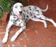 DUQUE