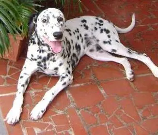 Cachorro ra a Dálmata idade 6 ou mais anos nome DUQUE
