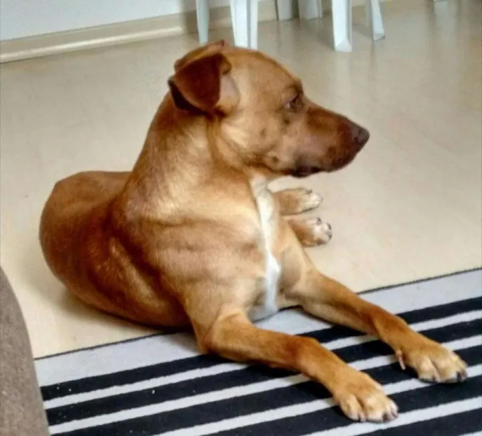 Cachorro raça Vira Lata idade 3 anos nome Thor