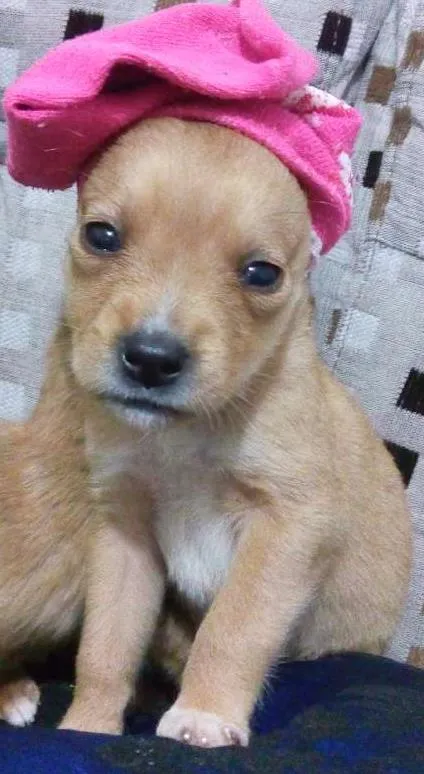 Cachorro ra a Srd idade Abaixo de 2 meses nome Sem nome